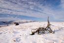 06-1434 Skeletal Juniper Tree (Juniperus communis) in Winter.  Bracken Rigg, Upper Teesdale, County Durham.